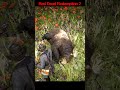 Как получить превосходную шкуру медведя в Red Dead Redemption 2 #rdr2 | Охота в РДР2 #shorts