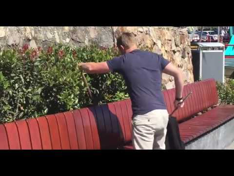 Eastern Brown Snake Captured   Escapes   Captured Next to Childrens Playground at Beach1
