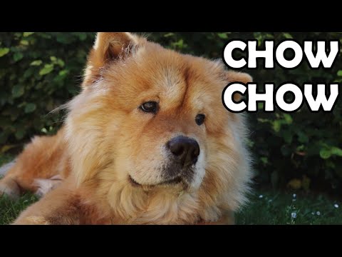 Wideo: W Jakim Celu Wyhodowano Rasę Chow Chow?