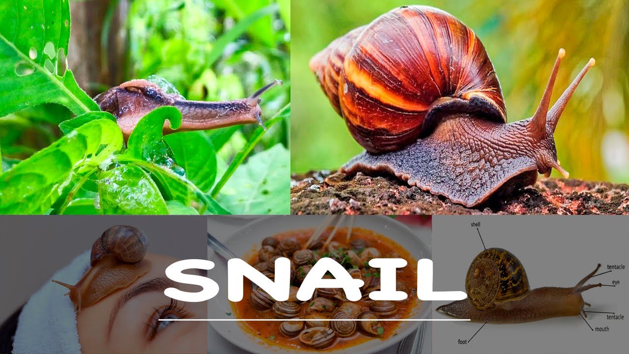 Snail Behavior How about the benefits and behavior of the snail? #nature #srilanka ...