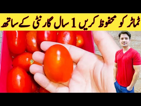 How To Save Tomatoes By Ijaz Ansari || ٹماٹر کو محفوظ کرنے کا آسان ترین طریقہ || Amazing Trick ||