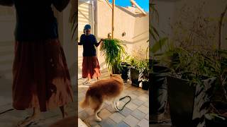 Morning Routine #naturelovers #home #greenlove #gardenplants #uae #farming #plants #gardening #pets