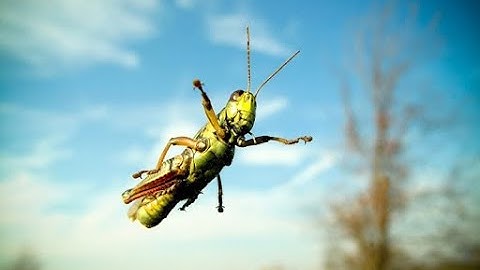 (3-40) A grasshopper hops down a level road. On each hop, the grasshopper launches itself at angle