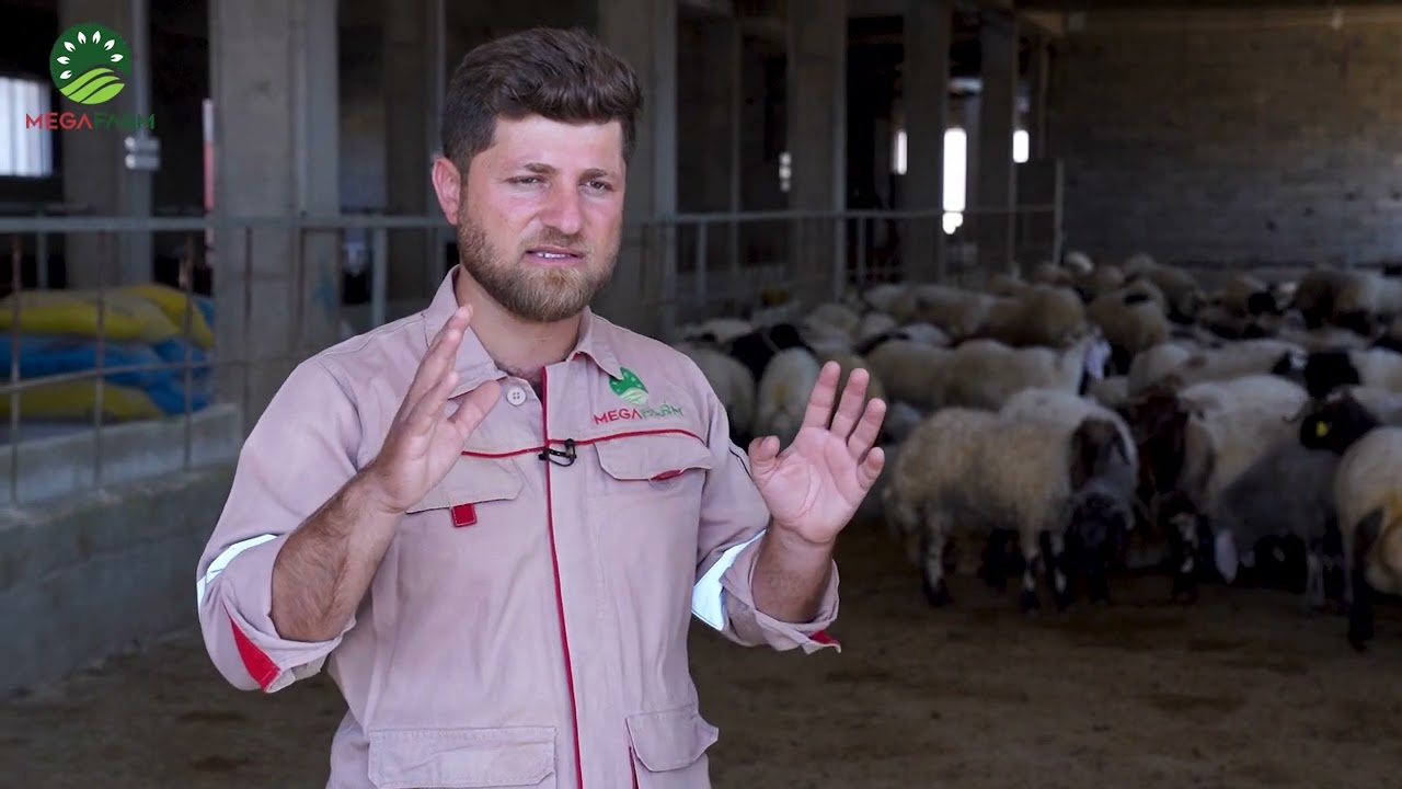 چۆنیەتی پێدانی ئالیک بە کاوڕی دابەستە.