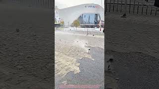High-Pressure Blower VS Road Black Ice—Satisfying Removal !