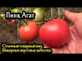 Розовый Томат Пинк Агат. Отличный товарный вид и вкусовые качества.