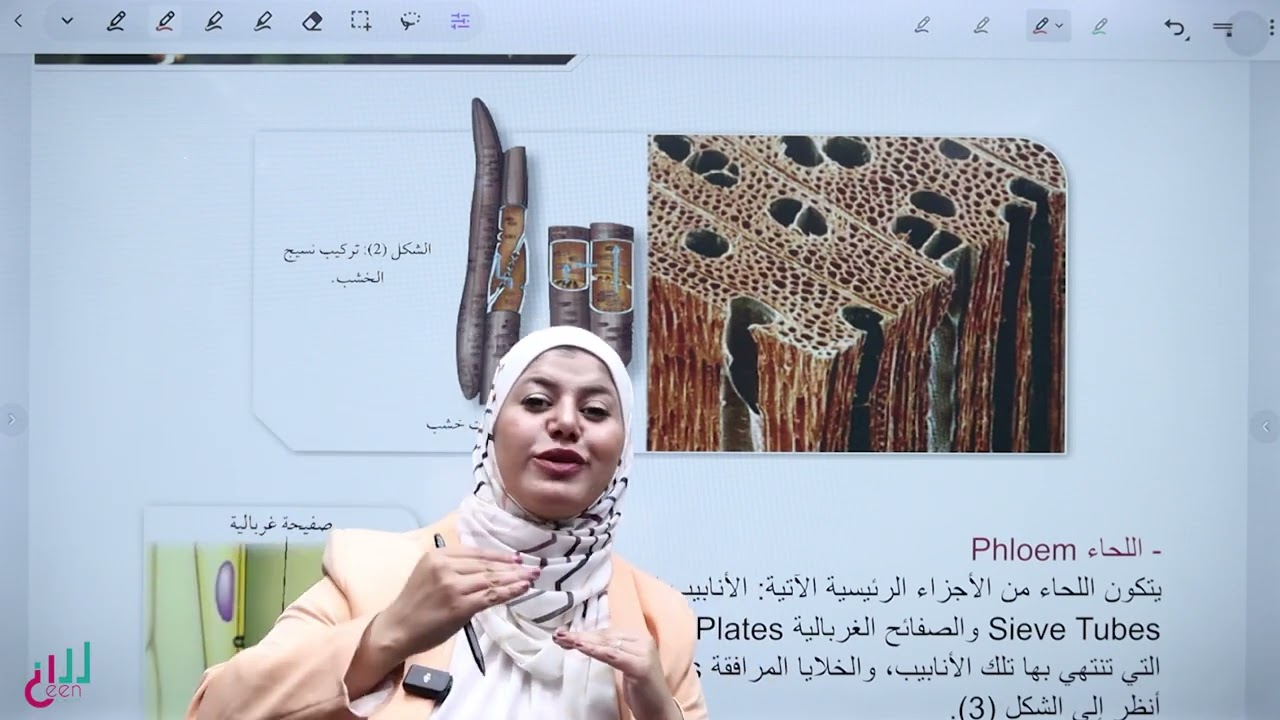 عمليات النقل في النبات /أحياء الصف الحادي عشر