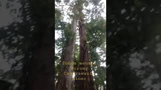 Pohon Ini Menjadi Panggung Menari Buat Burung Cendrawasih