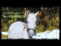 日本競馬の夢が逝く メジロマックイーン唯一の現役後継種牡馬ギンザグリングラス