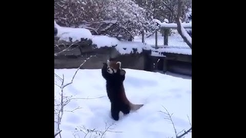 Red Panda enjoying the Snow