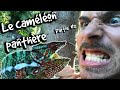 Le cameleon panthere sauvage  partie 2   animaux mde