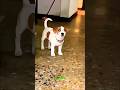 Puppy ki maa ne toh mujhe dara hi diya!😱 #funny #dog #humor #comedy #shorts
