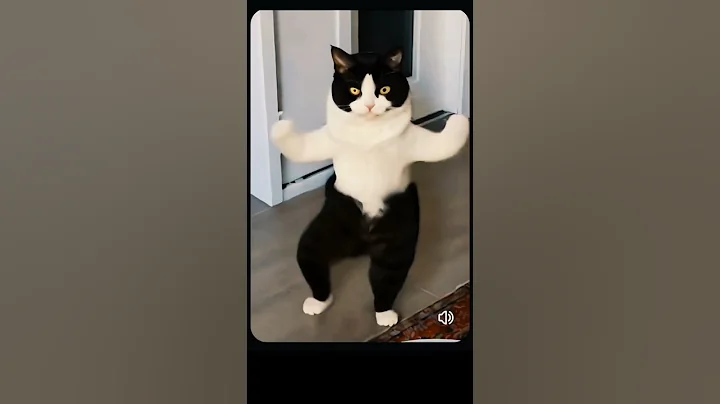 Video 5302321: cat cutecat dancing funnycats, cat funny dance cutecat, playing talking tom