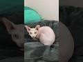 Kitty just minding her own business🐱 #sphynx