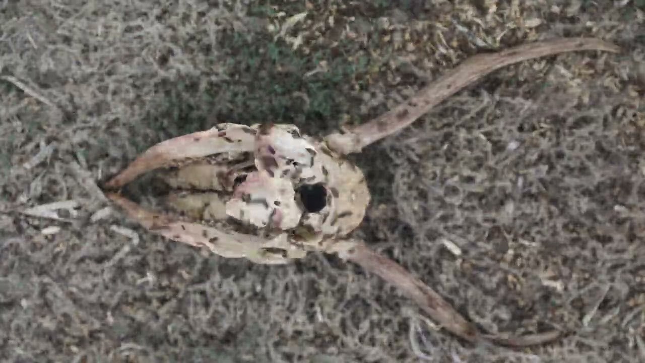 Dermestid beetles: 01/08/26a