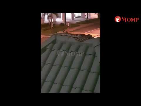 Huge python on roof near Yishun block shows the best way to spend a weekday evening