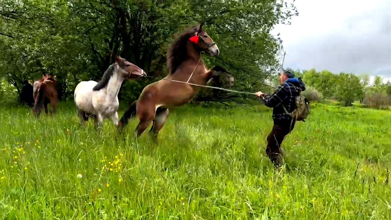 Виснажливий перегін коней на полонину.😰Жеребці Фокус,Техас та кобили Куба і Рада.