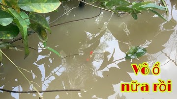 Câu Cá Mè Vinh Mùa Nước Nổi Chổ Này Mà Câu Là Giật Cá Liên Tục | Fishing Miền Tây