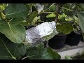 Air Layering Fig Trees: Every Detail of How/When