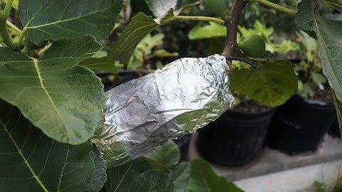 Air Layering Fig Trees: Every Detail of How/When