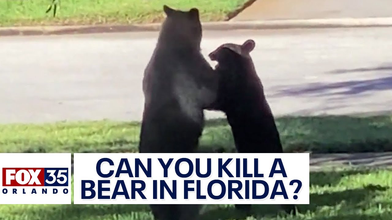 Is It Illegal To Kill A Bear In Self Defense