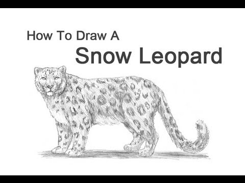 How to Draw a Snow Leopard - YouTube