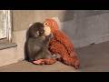 番外編 ママを抱きしめるパンチくん【番外編】【市川市動植物園】ニホンザル
