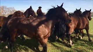 San Antonio de Areco HD | Areco Tradicion