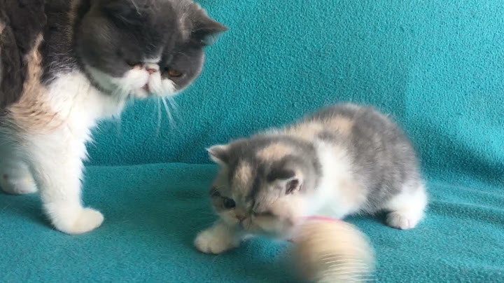 Video 2617421: tabby white exotic shorthair, blue white exotic shorthair