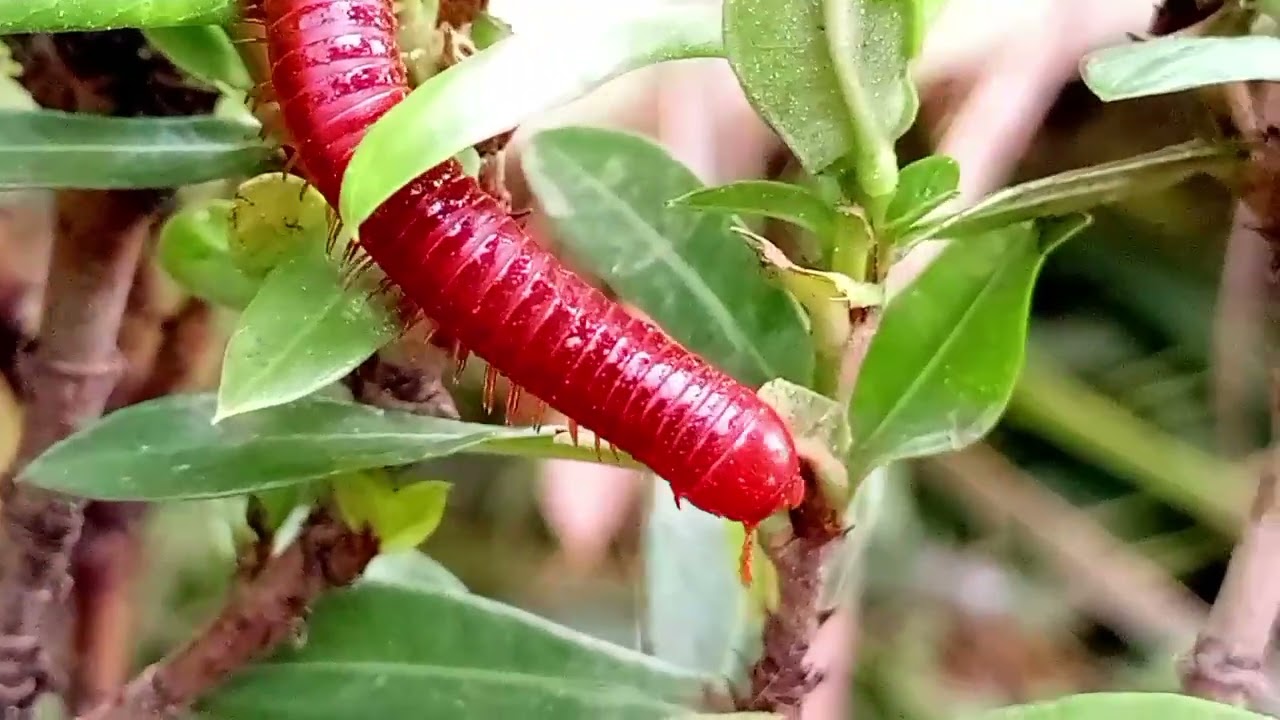 Millipede walking on needle flower leaves 