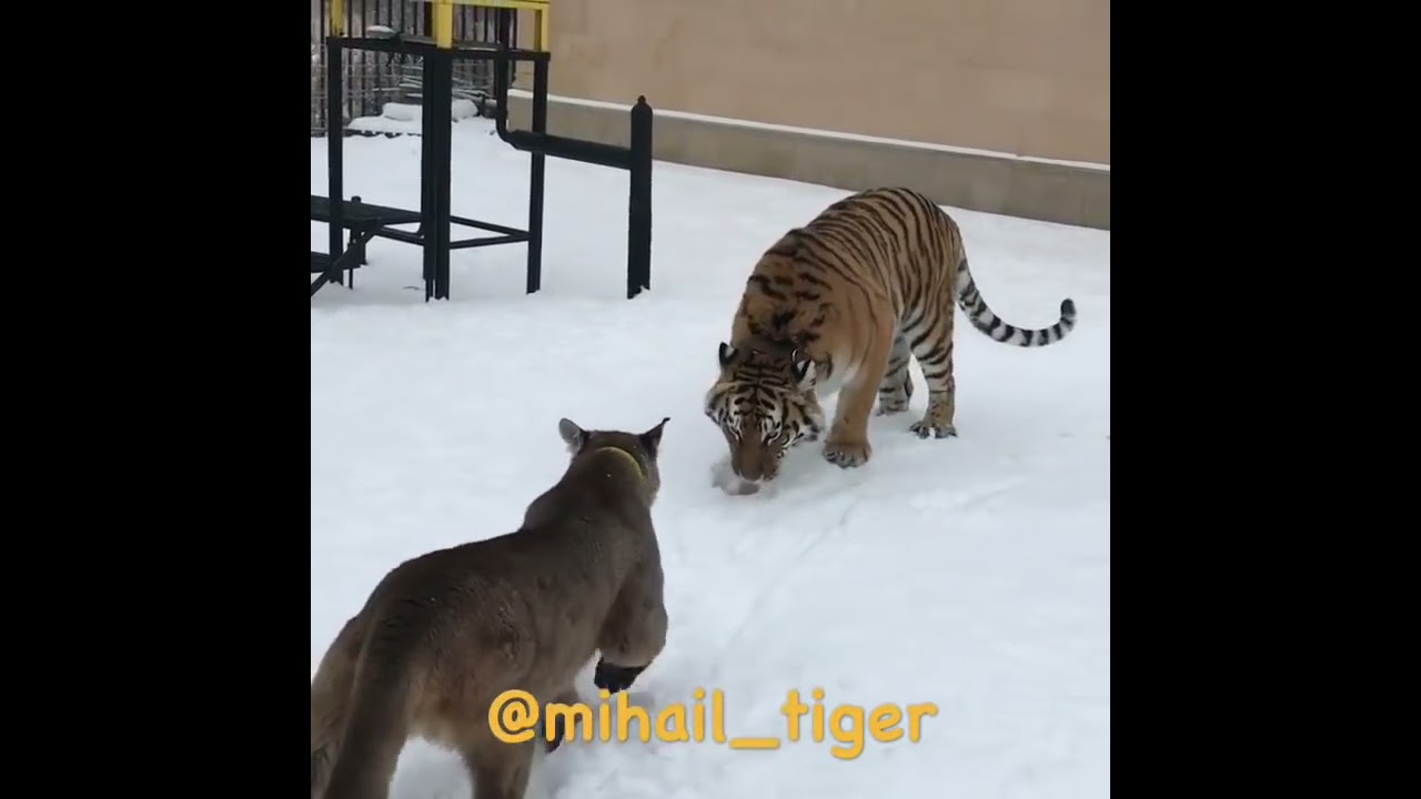 Cougar And Tiger Amazing Confrontation VS