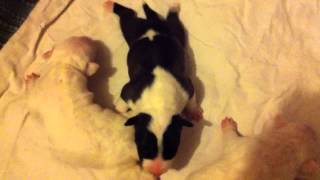 Chiots Bullterrier Gran Misae Garlic X Wch. Action Dreams Of Defiance Part 1