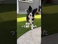 飼い主の言う事を完全に理解しているボーダーコリーが賢い#shorts