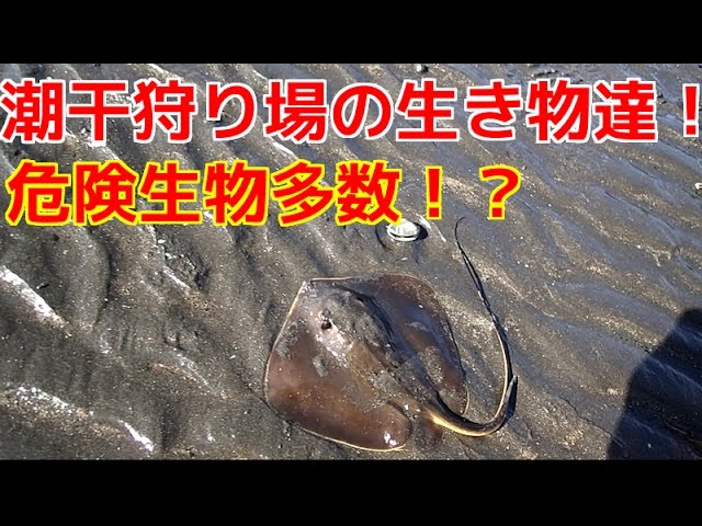 Creatures of clamming ground [Funabashi Sanbanze Kaihin Park