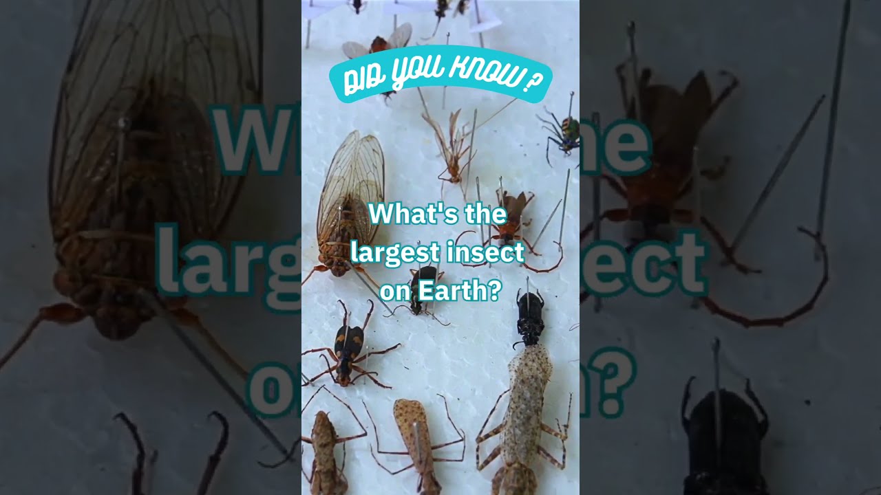Giant Insect Alert! Meet the Meganeuropsis Permiana! 🐜📏 