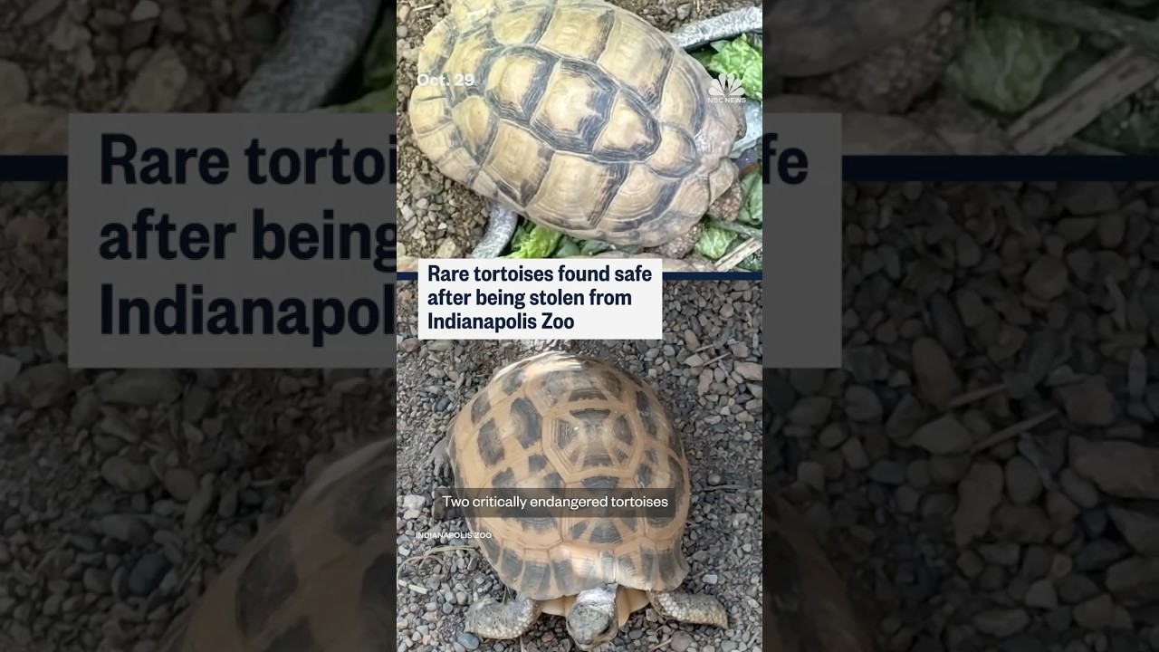 Rare tortoises found safe after being stolen from Indianapolis Zoo