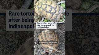 Rare tortoises found safe after being stolen from Indianapolis Zoo