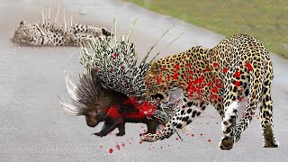 Leopard Takes On And Fights Porcupine - Porcupine vs Leopard - Wild Animals Attack