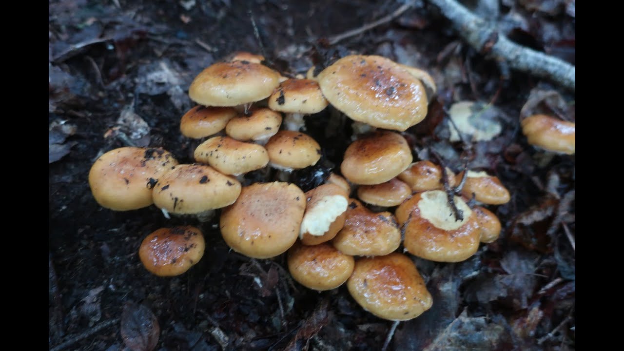 イクチ アミタケ 2kg｜アワタケ Xerocomus subtomentosus イグチ科