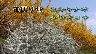 ユキヤナギ・レンギョウ