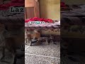 Lazy cat #catshorts #funny #viralshorts #tranding #lazycat #masti #love #animals #viral #shorts