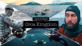 BTM Orca Kingdom 4K