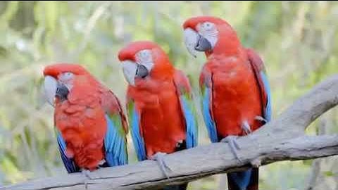 سورة التوبة38-60: القارئ/محمد جواد سوالمة