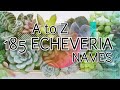 Echeveria Names ID A to Z | 多肉植物 | 다즙 조직 | Suculentas