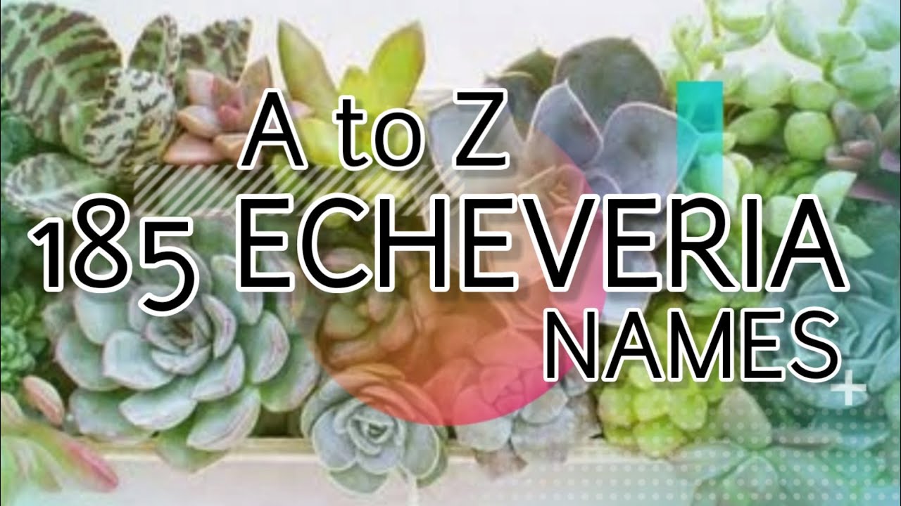 Echeveria Names ID A to Z | 多肉植物 | 다즙 조직 | Suculentas