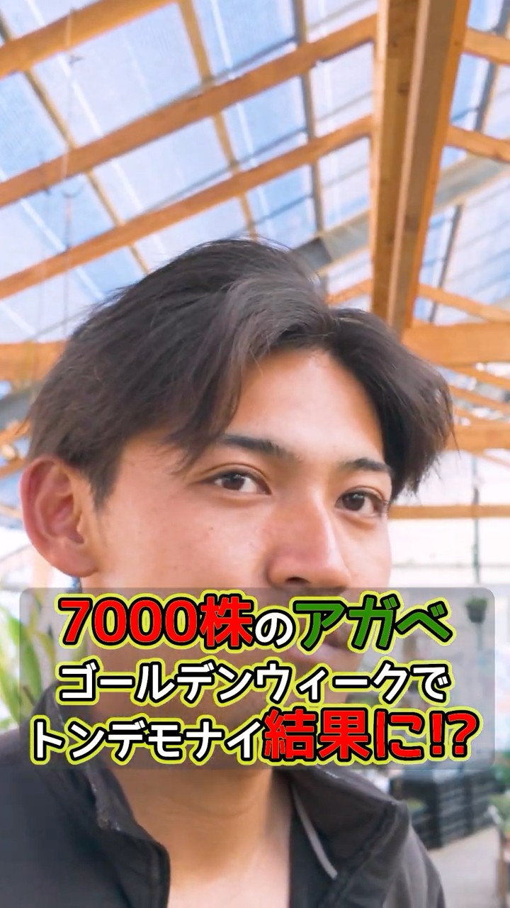 7,000 agave plants had an incredible result during Golden Week