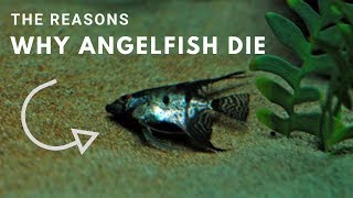 The Reasons Why Angelfish Die