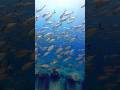 沖縄本島シュノーケリングスポット #シュノーケリング #沖縄観光 #snorkeling #okinawatrip