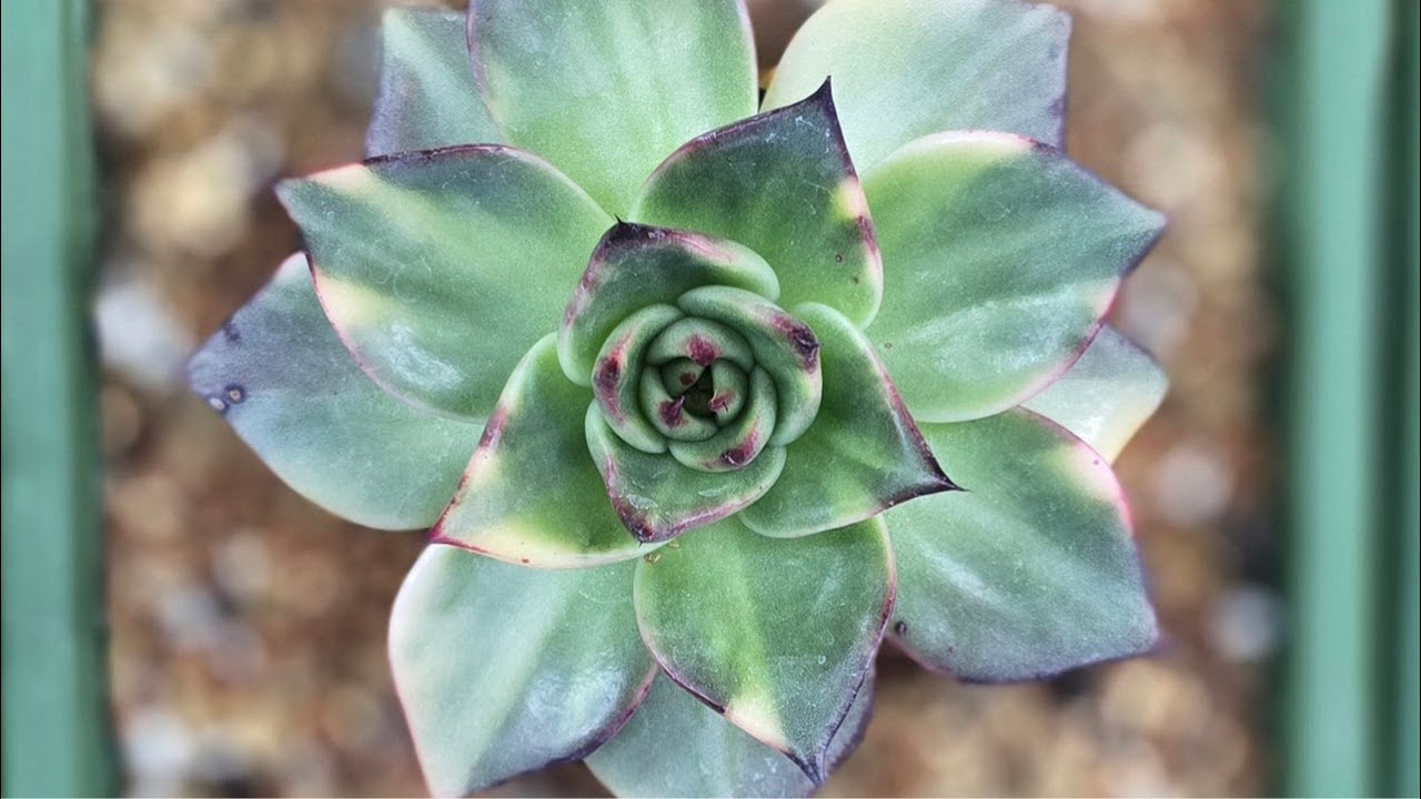 나오미다육 . . #에일리 #녹금 #창금 #넘버원 #여은금 #라시브방송