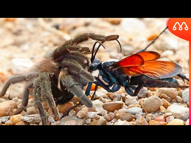 DOG HORSE ATTACKS SPIDER 